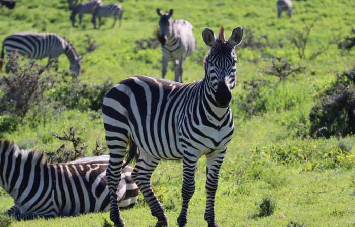 5 days Tanzania safari Tour to Serengeti National Park and Ngorongoro Crater